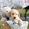 Image of Archie, a Golden Retriever puppy
