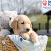 Image of Archie, a Golden Retriever puppy