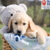 Image of Archie, a Golden Retriever puppy