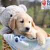 Image of Archie, a Golden Retriever puppy