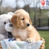 Image of Arlo, a Golden Retriever puppy