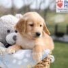 Image of Arlo, a Golden Retriever puppy