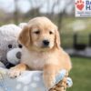 Image of Arlo, a Golden Retriever puppy