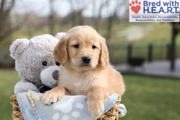 Image of Arlo, a Golden Retriever puppy
