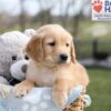 Image of Arlo, a Golden Retriever puppy