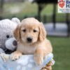 Image of Arlo, a Golden Retriever puppy