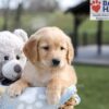 Image of Arlo, a Golden Retriever puppy