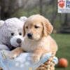 Image of Arlo, a Golden Retriever puppy