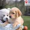 Image of Arlo, a Golden Retriever puppy