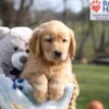 Image of Asher, a Golden Retriever puppy