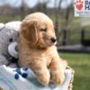 Image of Asher, a Golden Retriever puppy