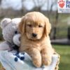 Image of Asher, a Golden Retriever puppy