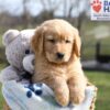 Image of Asher, a Golden Retriever puppy