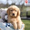 Image of Asher, a Golden Retriever puppy