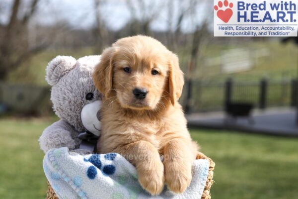 Image of Asher, a Golden Retriever puppy