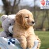 Image of Asher, a Golden Retriever puppy