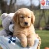 Image of Asher, a Golden Retriever puppy