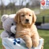 Image of Asher, a Golden Retriever puppy
