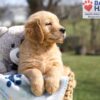 Image of Asher, a Golden Retriever puppy