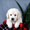 Image of Audrey, a Golden Retriever puppy