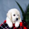 Image of Audrey, a Golden Retriever puppy