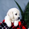 Image of Audrey, a Golden Retriever puppy