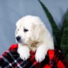 Image of Audrey, a Golden Retriever puppy