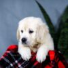 Image of Audrey, a Golden Retriever puppy