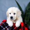 Image of Audrey, a Golden Retriever puppy