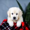 Image of Audrey, a Golden Retriever puppy