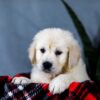 Image of Audrey, a Golden Retriever puppy