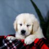Image of Audrey, a Golden Retriever puppy