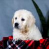 Image of Audrey, a Golden Retriever puppy