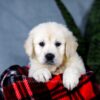 Image of Audrey, a Golden Retriever puppy