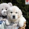 Image of Bea, a Golden Retriever puppy