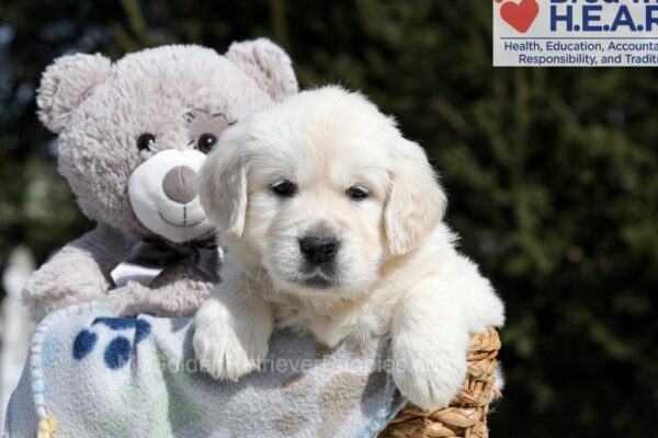 Image of Bea, a Golden Retriever puppy