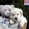Image of Bea, a Golden Retriever puppy
