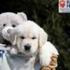 Image of Bea, a Golden Retriever puppy