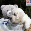 Image of Bea, a Golden Retriever puppy