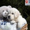 Image of Bea, a Golden Retriever puppy