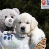 Image of Bea, a Golden Retriever puppy