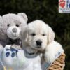 Image of Bea, a Golden Retriever puppy