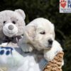 Image of Bea, a Golden Retriever puppy