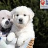 Image of Betty (trained), a Golden Retriever puppy