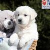 Image of Betty (trained), a Golden Retriever puppy