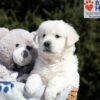 Image of Betty (trained), a Golden Retriever puppy
