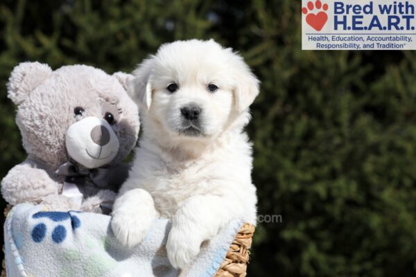 Image of Betty (trained), a Golden Retriever puppy