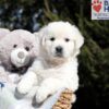 Image of Betty (trained), a Golden Retriever puppy