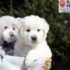 Image of Betty (trained), a Golden Retriever puppy