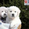 Image of Betty (trained), a Golden Retriever puppy